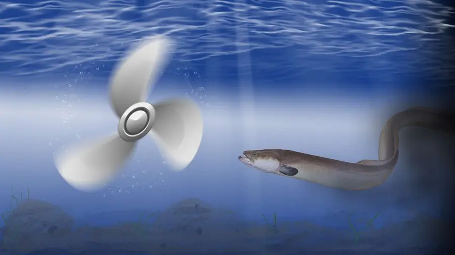 Wasserkraft tötet Wanderfische wie Aal und Lachs