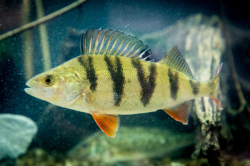 Fisch des Jahres 2023, Flussbarsch (Perca fluviatilis). Quelle: DAFV, Olaf Lindner