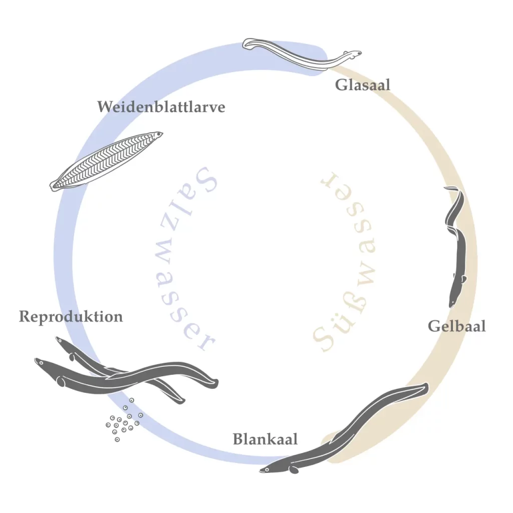Der Lebenszyklus des Europäischen Aals LWAF