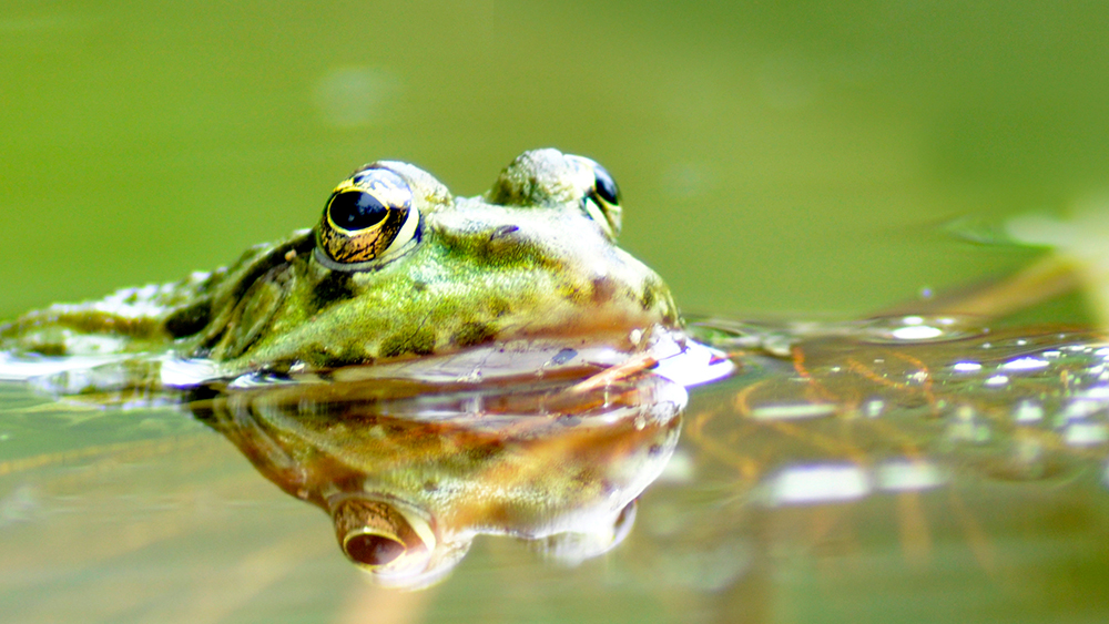 Amphibien & Reptilien am Angelgewässer" Schutzkonzepte und Artenschutzmaßnahmen für Angelvereine